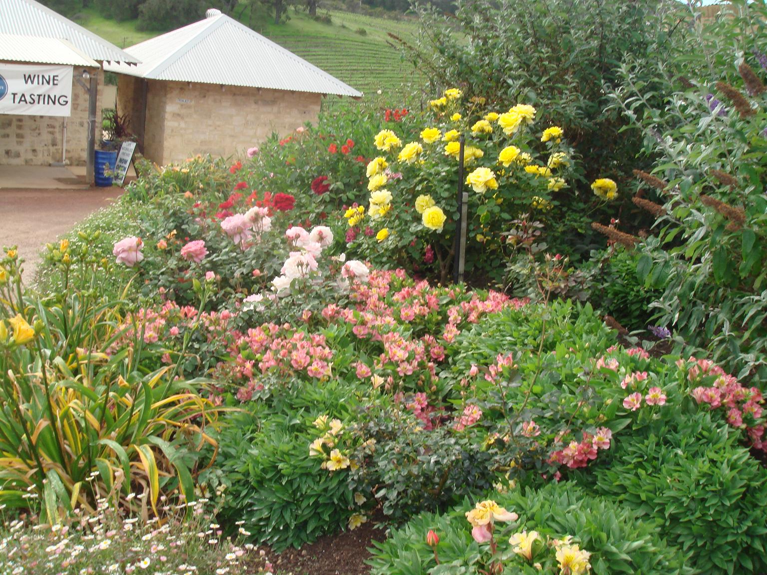 Cape Naturaliste Vineyard garden